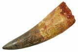 Real Spinosaurus Tooth - Huge Dinosaur Tooth #380945-1